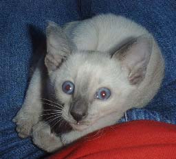 Finnias, the bluepoint kitten
