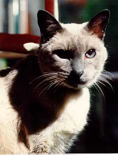 Suki, a blue pointed Siamese who lived with John before Elas.