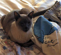 Siamese cat Spock prefers Ann's clothes to blankets.