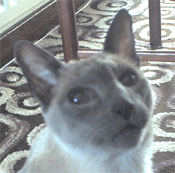 Spock, blue point Siamese