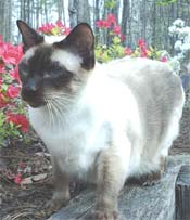 Chaos, chocolate point Siamese