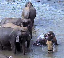 Elephant Orphanage at Pinnewela