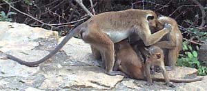 Monkeys at Sigiriya