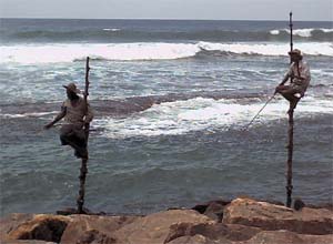 Stilt fishermen at Weligama